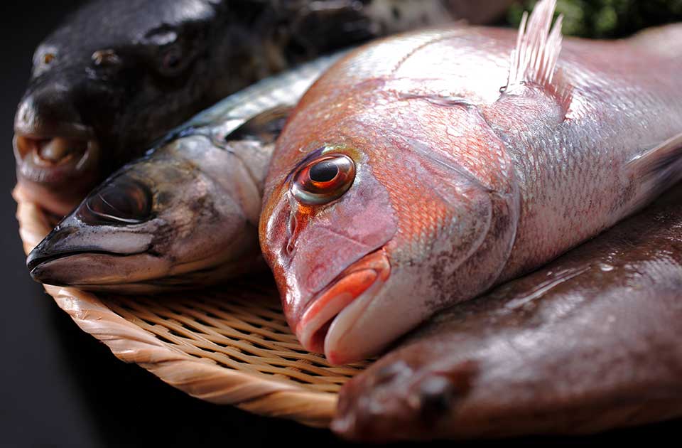 京都御食国懐石